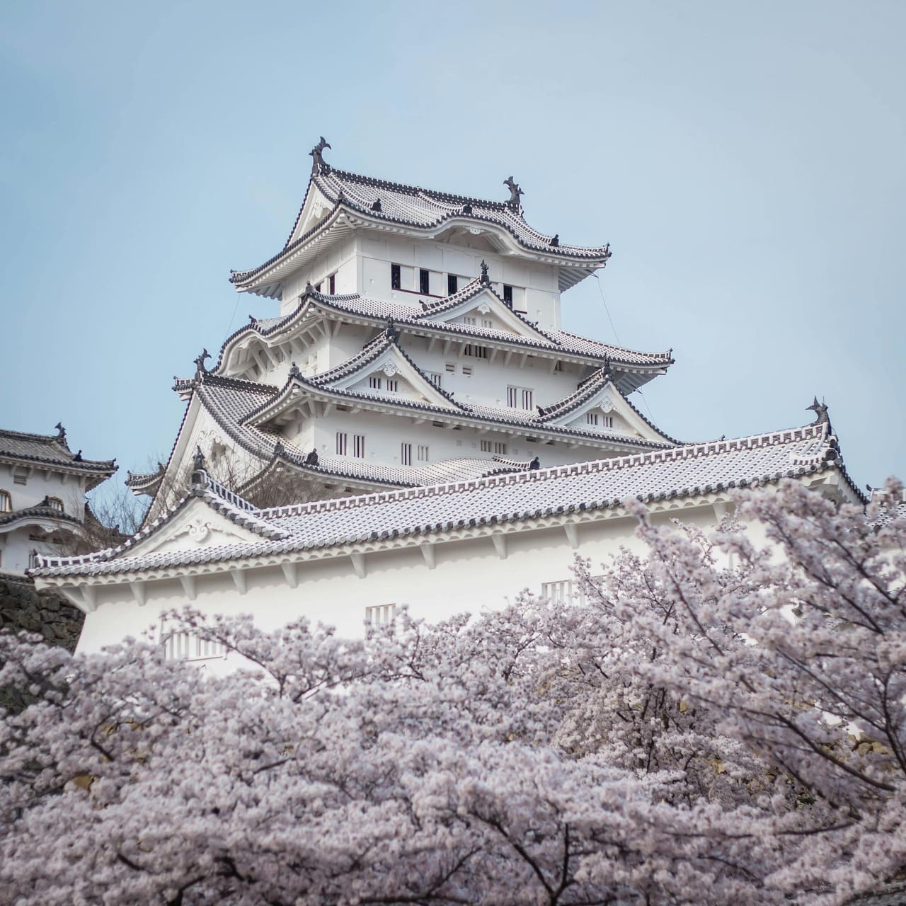 Himeji Castle surrounded by cherry blossoms